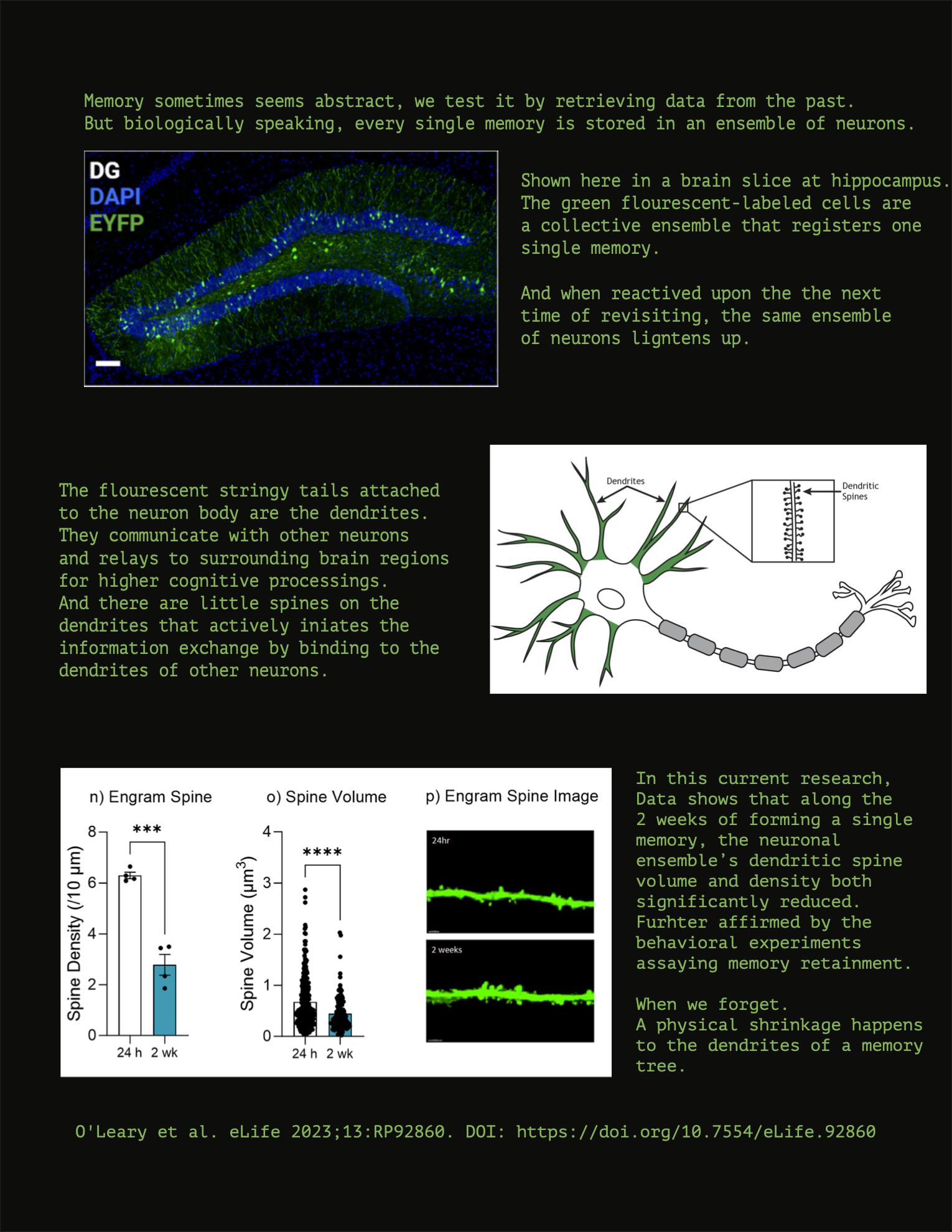 Legend for data sculpture

attached original paper in case of interest 
Paper: https://doi.org/10.7554/eLife.92860 
Raw data:  https://osf.io/96z7t/files/z8dae